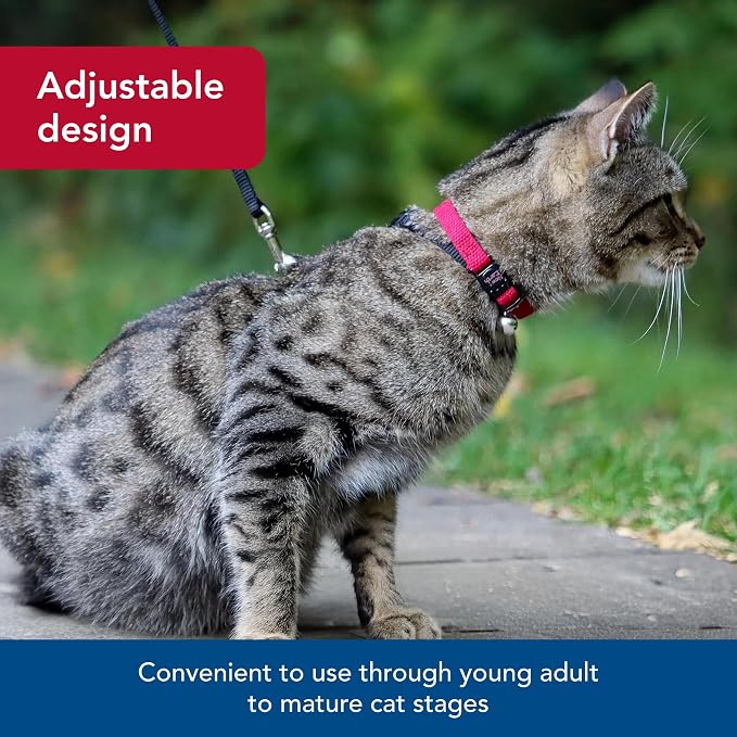 Coastal Pet New Earth Soy Adjustable Breakaway Cat Collar - Image 4