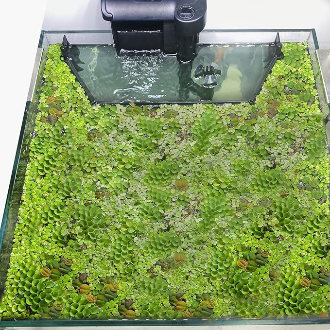 Floating Plant Corral for Aquarium, Fish Tank Accessories to Separate Floating by Unknown