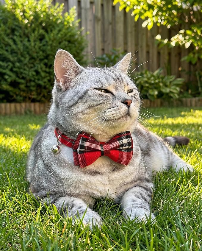 THAIN Cat Collar Breakaway - Image 6