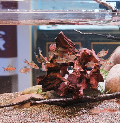 Natural Wood Aquarium Cave Betta Fish Hideout - Image 5