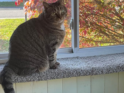Purrched Cat Window Perch - Image 5