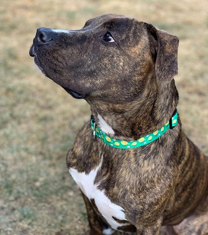Native Pup Easter Dog Collar, Cute Spring Gift - Image 6