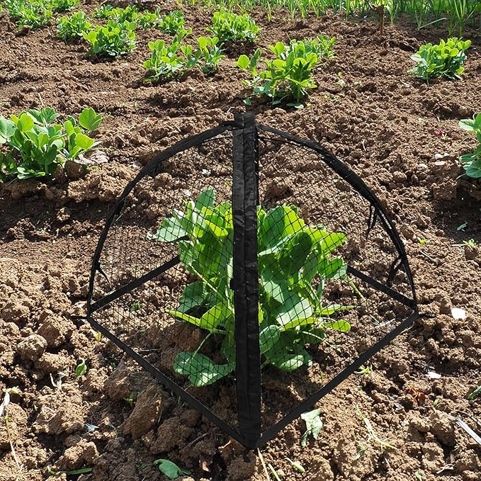 Strawberry Plant Protector, Plant Protection Tent - Image 5