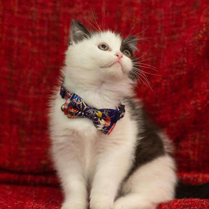 Collar for Cat Pet Breakaway - Image 2