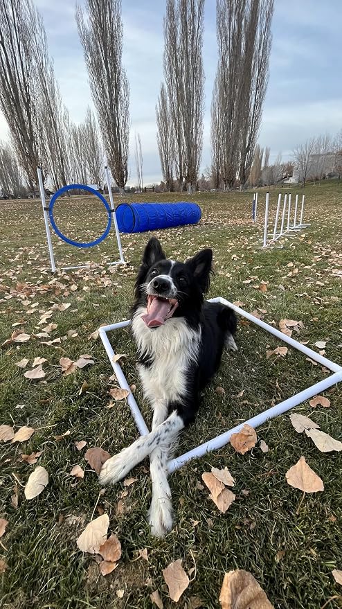 Better Sporting Dogs Premium Starter Dog Agility Set w/Safety-Focused Features - Image 9
