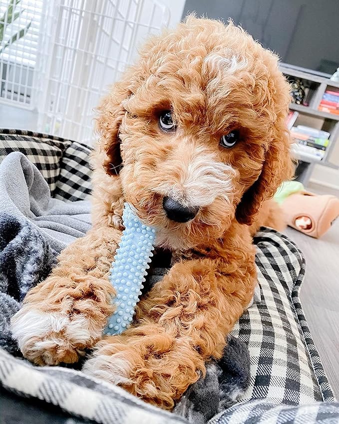 Nylabone Puppy Chew Blue Textured Teething Bone - Image 2