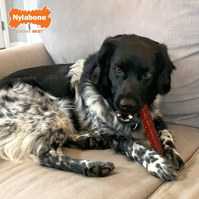 Nylabone Textured Bone Power Chew Toy - Image 2