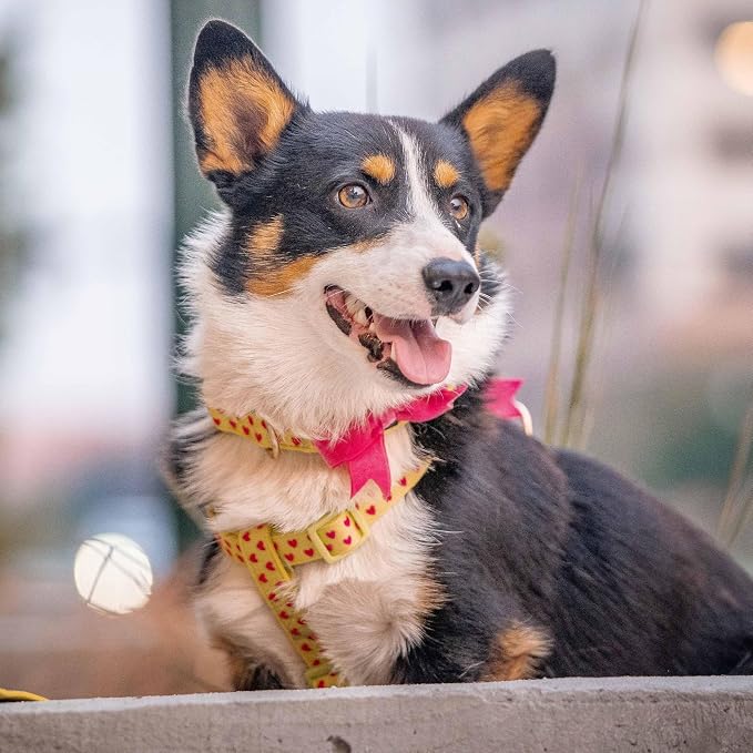 Blueberry Pet Adjustable Flocking Dog Collar - Image 8