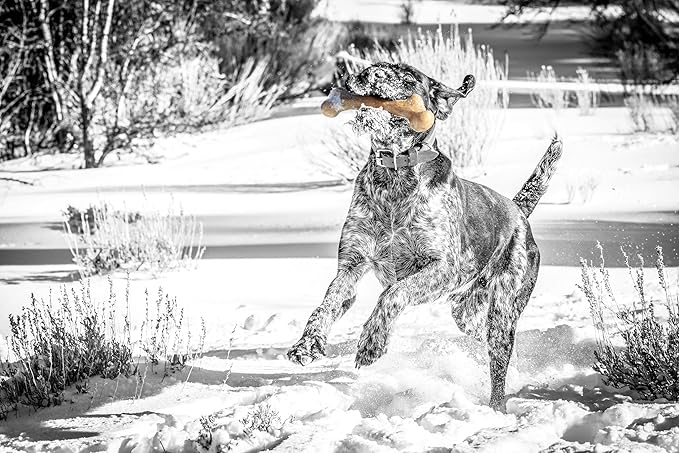 Pet Qwerks Dinosaur BarkBone, Nylon Dog Bone - Image 3