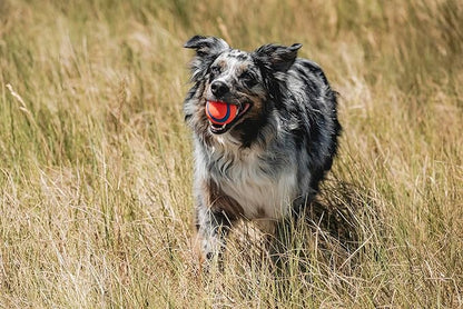 Chuckit! Ultra Ball Dog Toy - Image 7