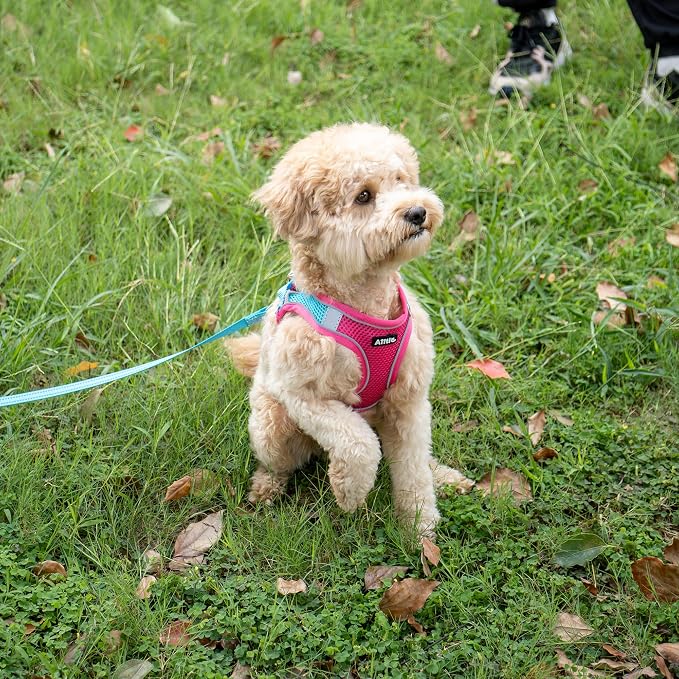 AIITLE Dog Harness, No-Pull Cat Harness - Image 10