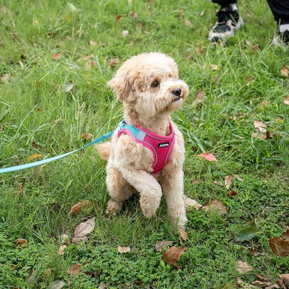 AIITLE Dog Harness, No-Pull Cat Harness - Image 10