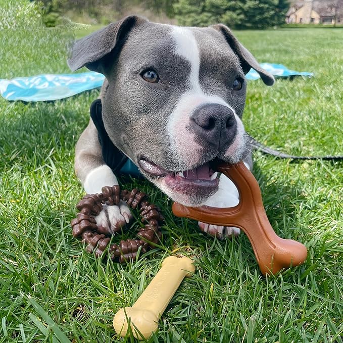 Nylabone Customer Favorites Power Chew Toy Bundle - Image 2