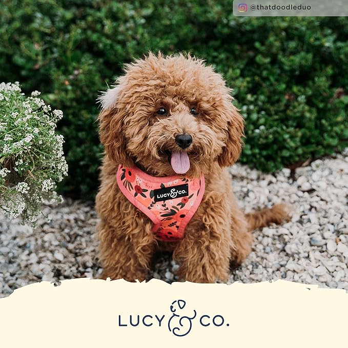 Lucy & Co. Reversible Dog Harness Walking Halter - Image 5