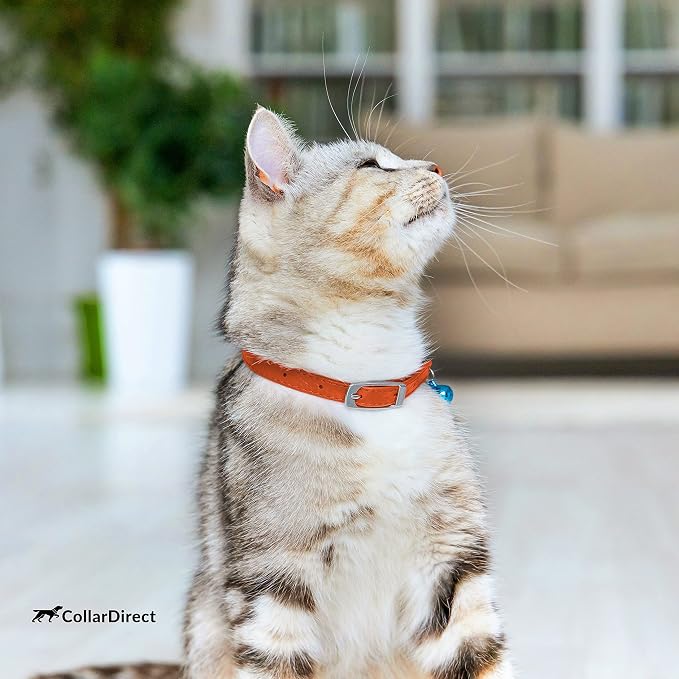 CollarDirect Leather Cat Collar, Kitten Collar - Image 6