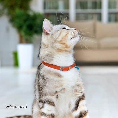 CollarDirect Leather Cat Collar, Kitten Collar - Image 6