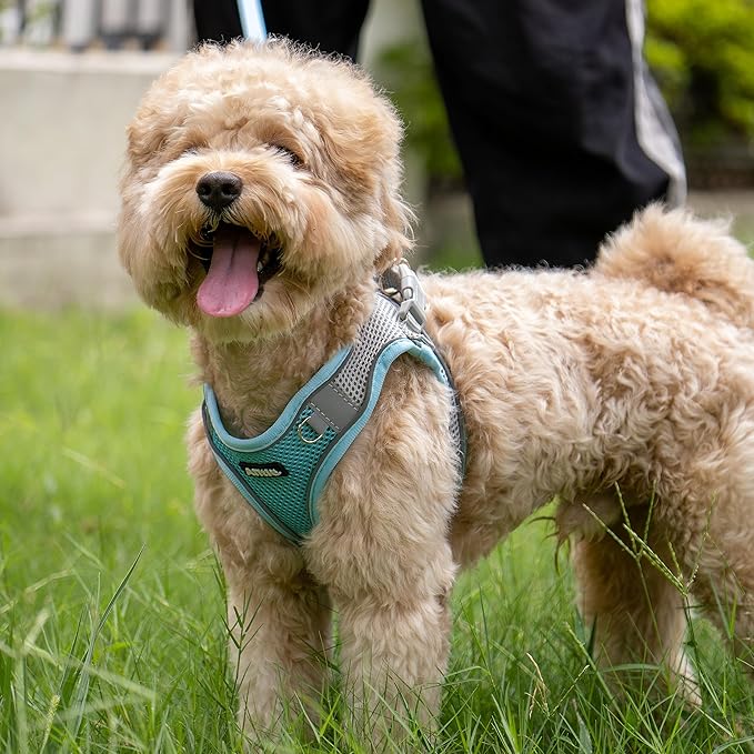 AIITLE Small Harness for Puppy - Image 9