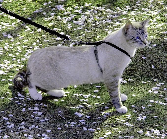 PetSafe Come With Me Kitty Cat Harness & Bungee Leash - Image 2