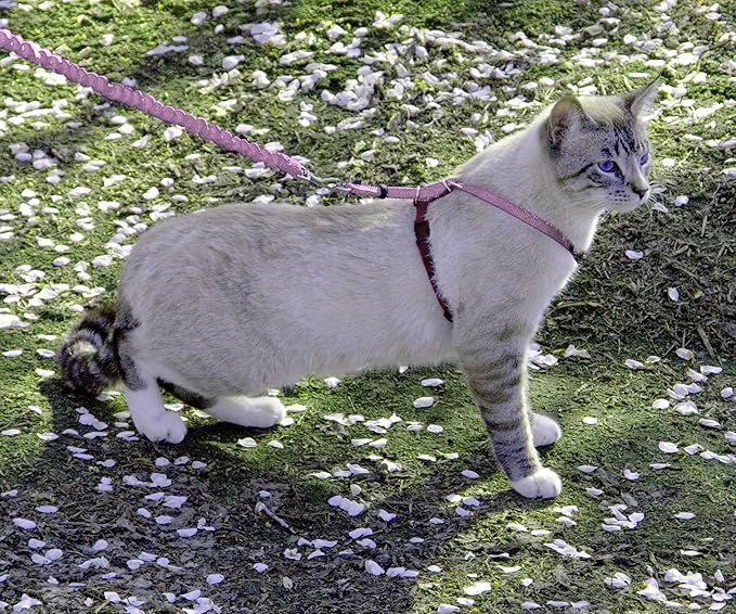 PetSafe Come With Me Kitty Cat Harness & Bungee Leash - Image 2