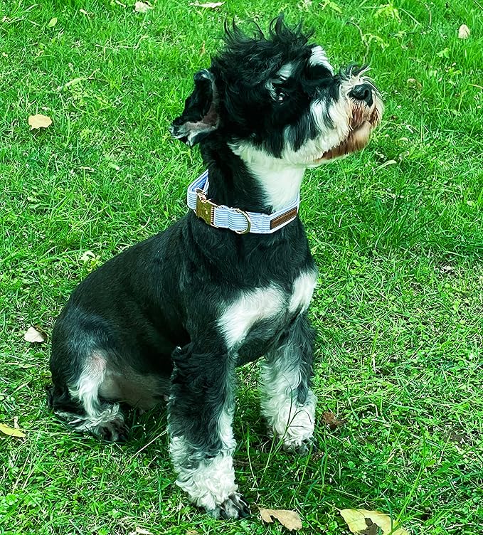 Unique Style Paws Blue Stripe Dog Collar Metal Buckle Gift Cute Collar - Image 3