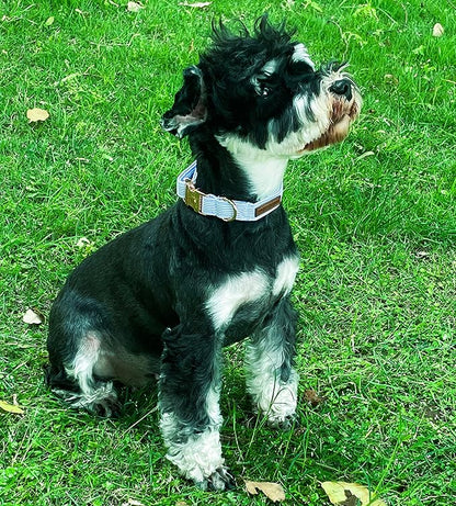 Unique Style Paws Blue Stripe Dog Collar Metal Buckle Gift Cute Collar - Image 3