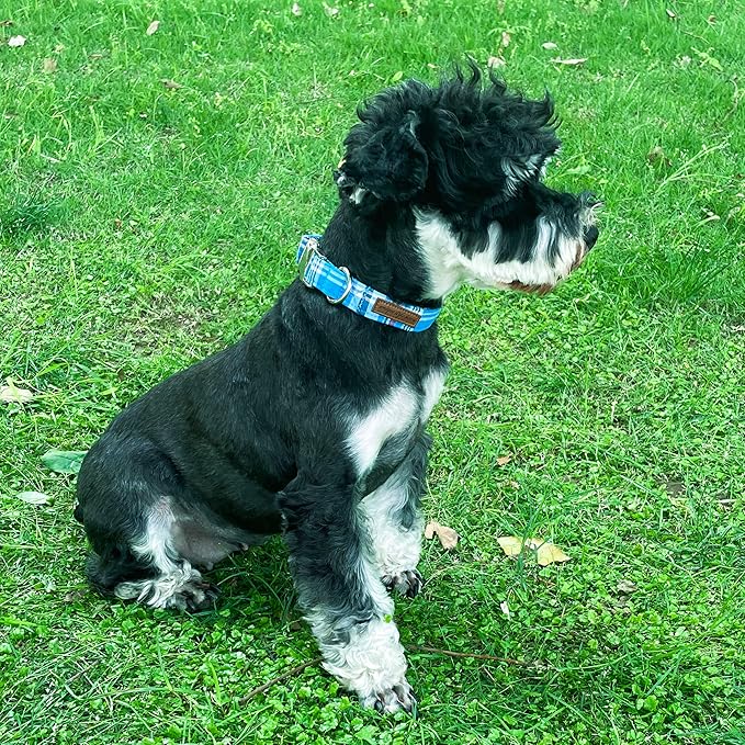Unique Style Paws Dog Collar - Image 4
