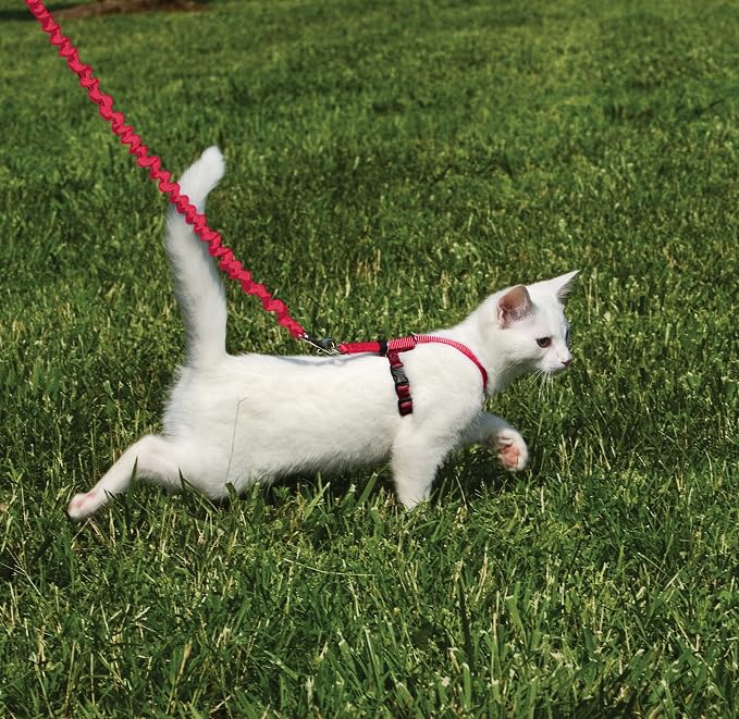PetSafe Come With Me Kitty Cat Harness & Bungee Leash - Image 2