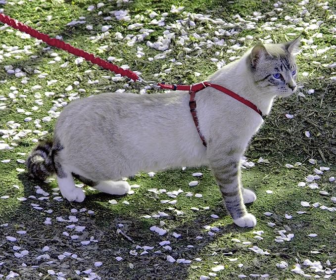 PetSafe Come With Me Kitty Cat Harness & Bungee Leash - Image 2