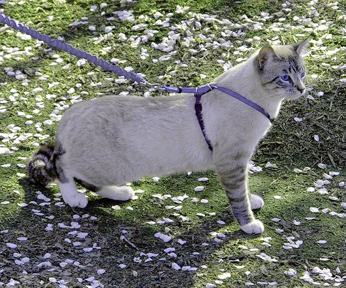 PetSafe Come With Me Kitty Cat Harness & Bungee Leash - Image 2