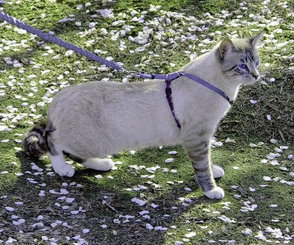 PetSafe Come With Me Kitty Cat Harness & Bungee Leash - Image 2