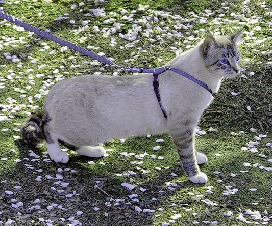 PetSafe Come With Me Kitty Cat Harness & Bungee Leash - Image 2